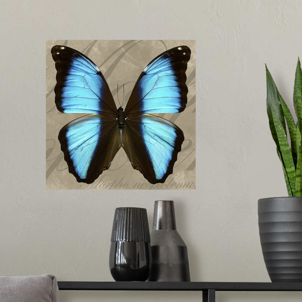 A modern room featuring Giant Striped Morpho