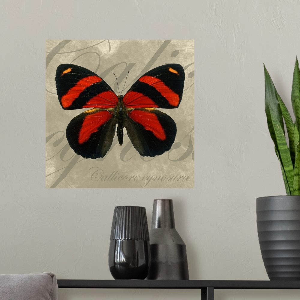 A modern room featuring Docor perfect for the home of a red and black butterfly with the technical name scripted behind it.