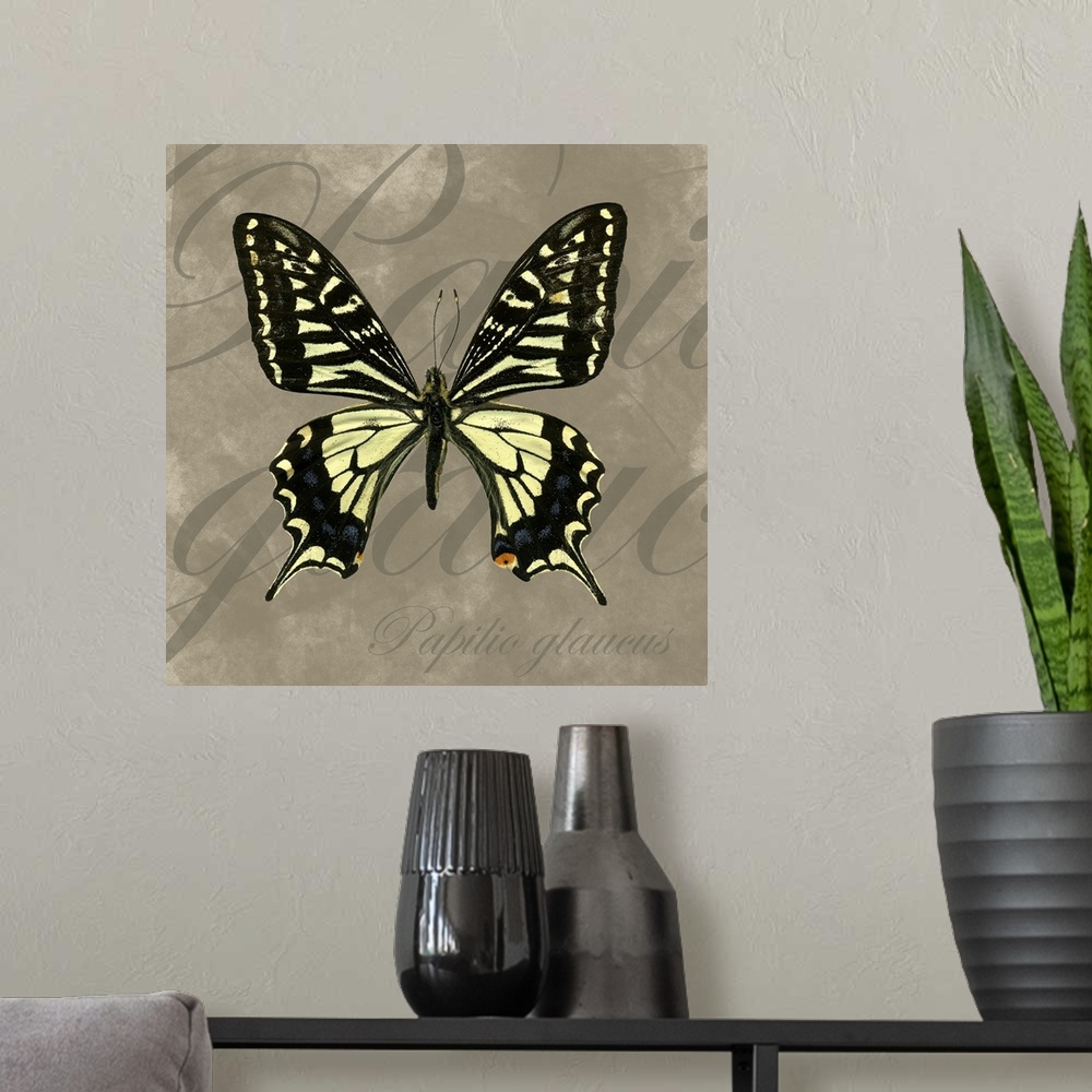 A modern room featuring Tiger Swallowtail