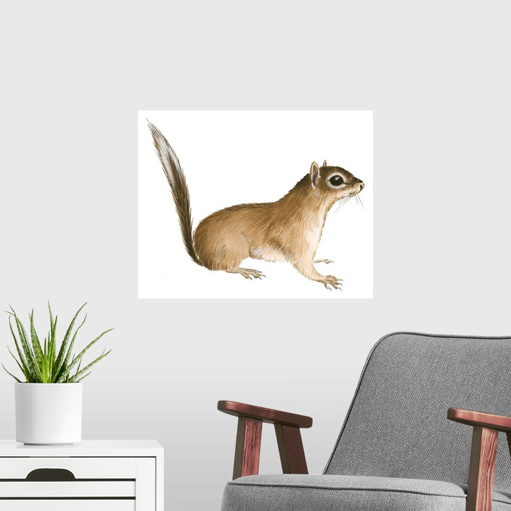 A modern room featuring African Pygmy Squirrel (Myosciurus Pumilio)