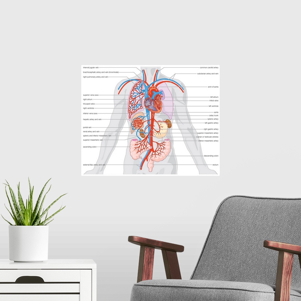 A modern room featuring Arterial supply and venous drainage of the organs.