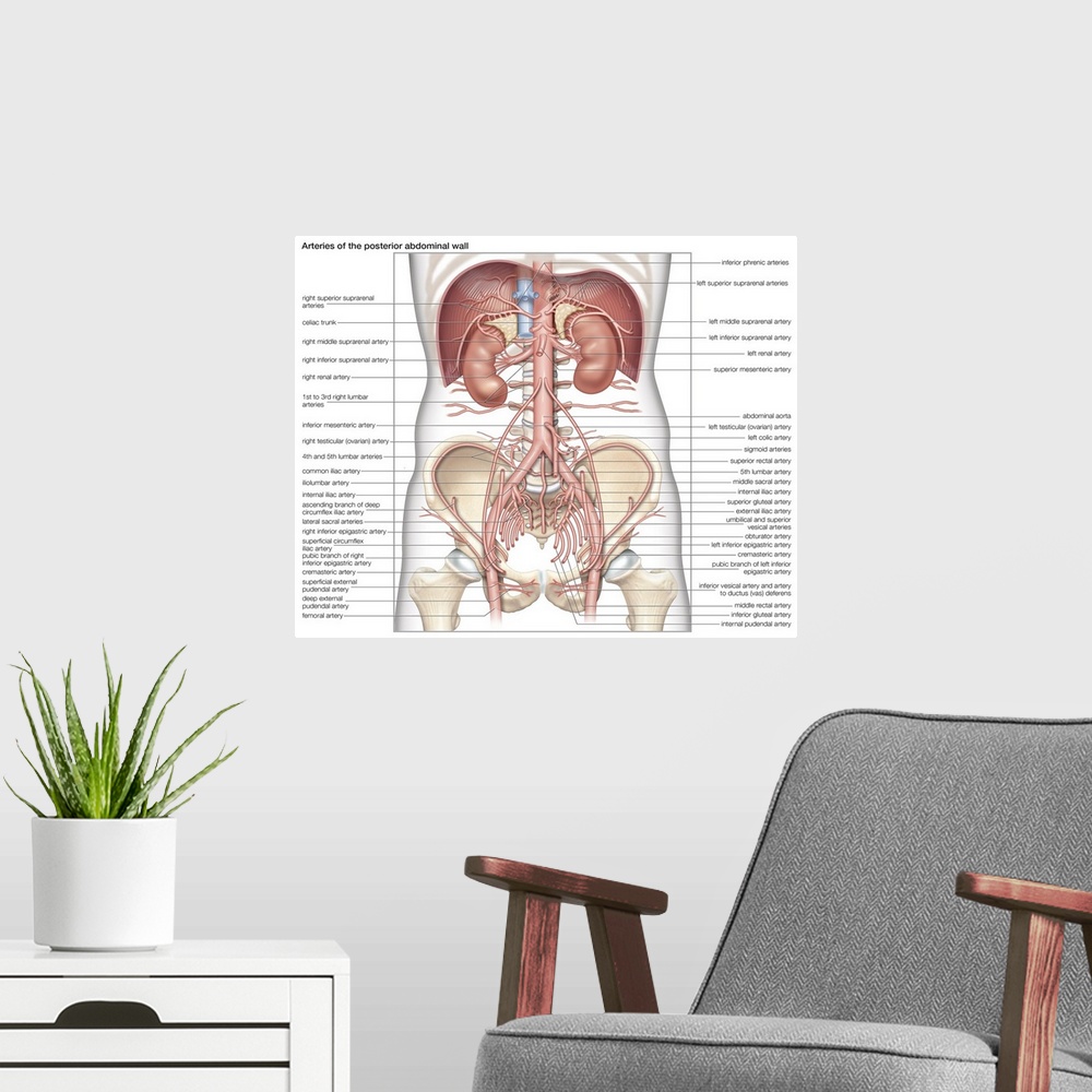 A modern room featuring Arteries of the posterior abdominal wall. cardiovascular system
