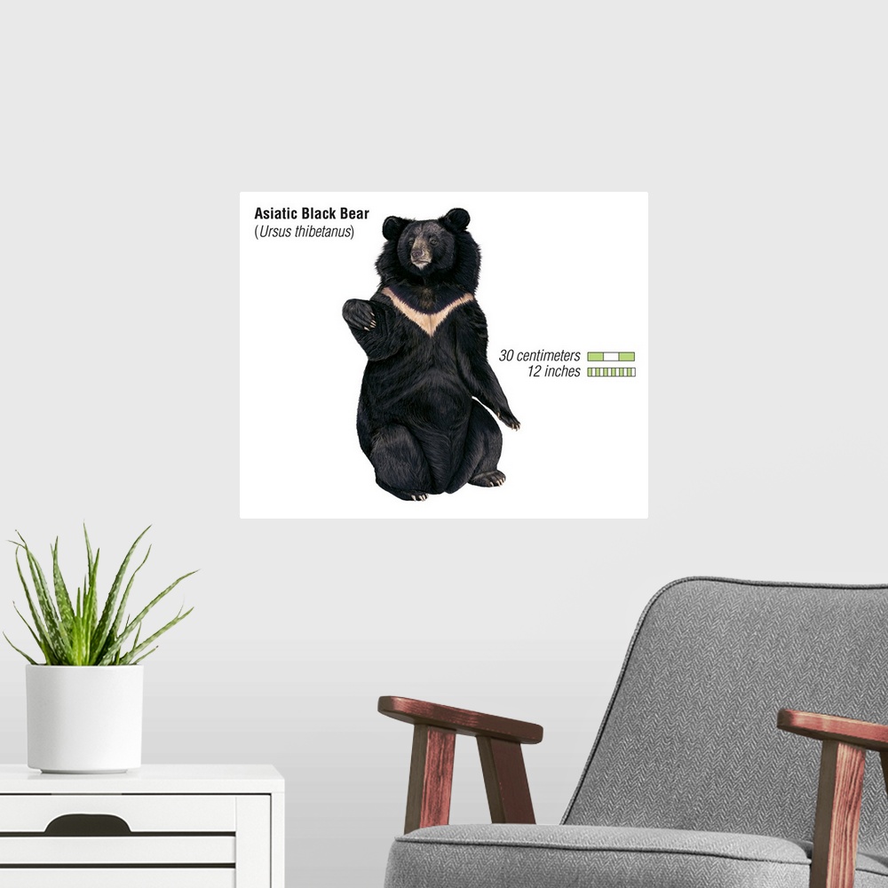 A modern room featuring Asiatic Black Bear (Ursus Thibetanus)