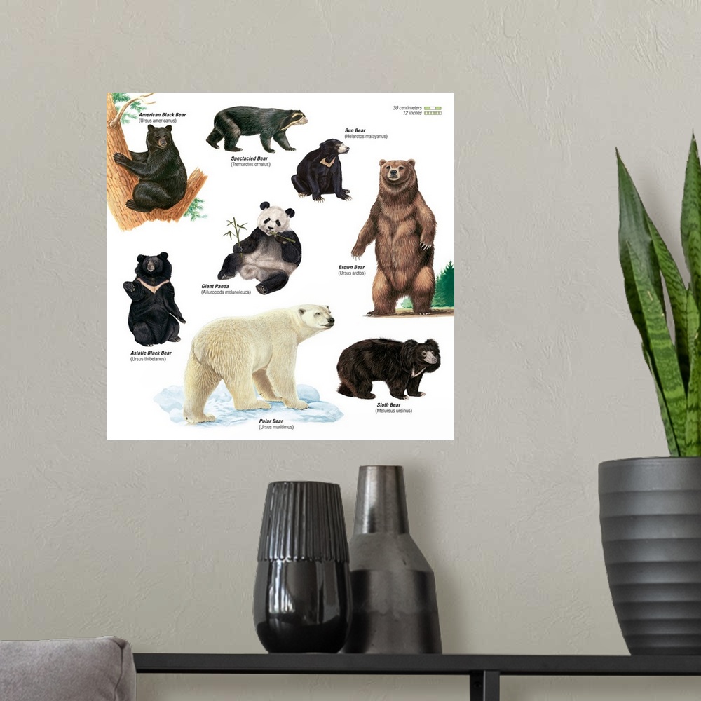 A modern room featuring An educational poster from Encyclopaedia Britannica showing different species of bears.
