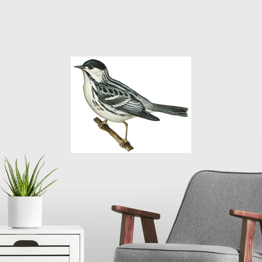 A modern room featuring Educational illustration of the black-poll warbler.