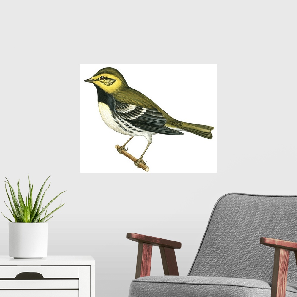 A modern room featuring Educational illustration of the black-throated green warbler.