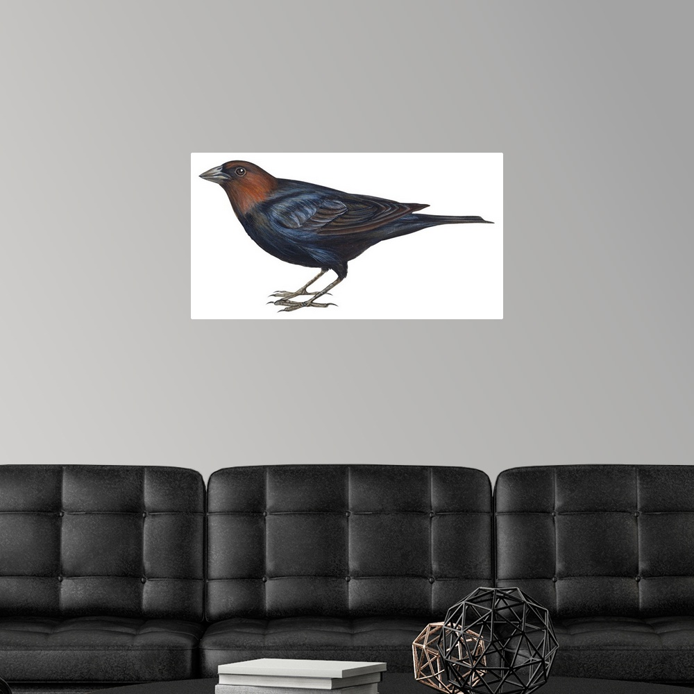 A modern room featuring Educational illustration of the brown-headed cowbird.