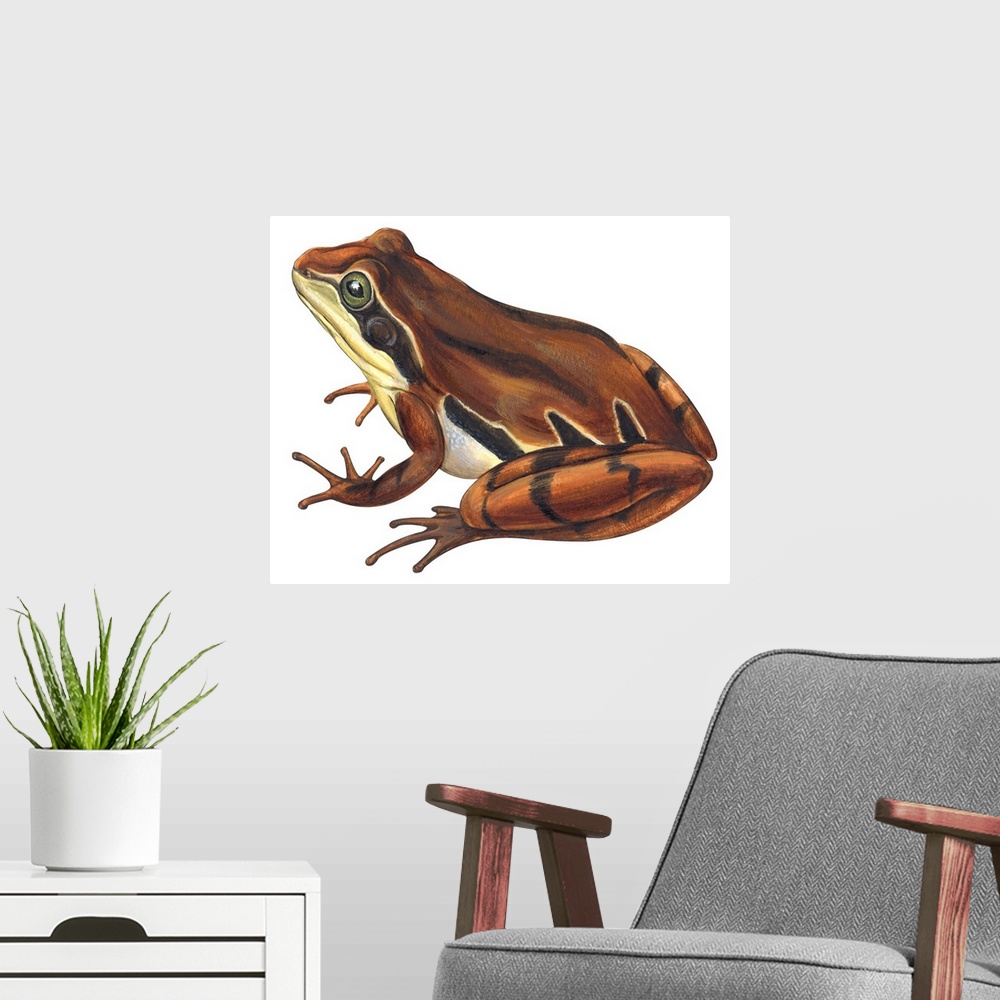 A modern room featuring Educational illustration of the chorus frog.