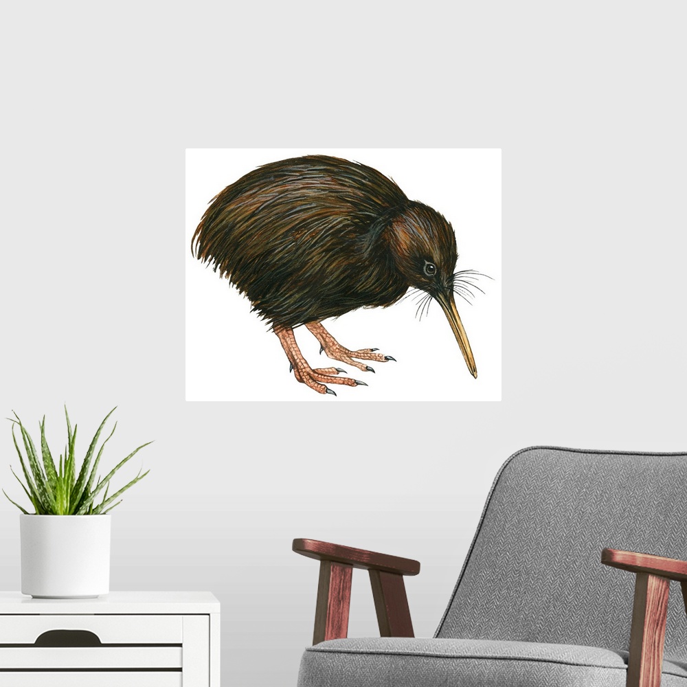 A modern room featuring Educational illustration of the common kiwi.