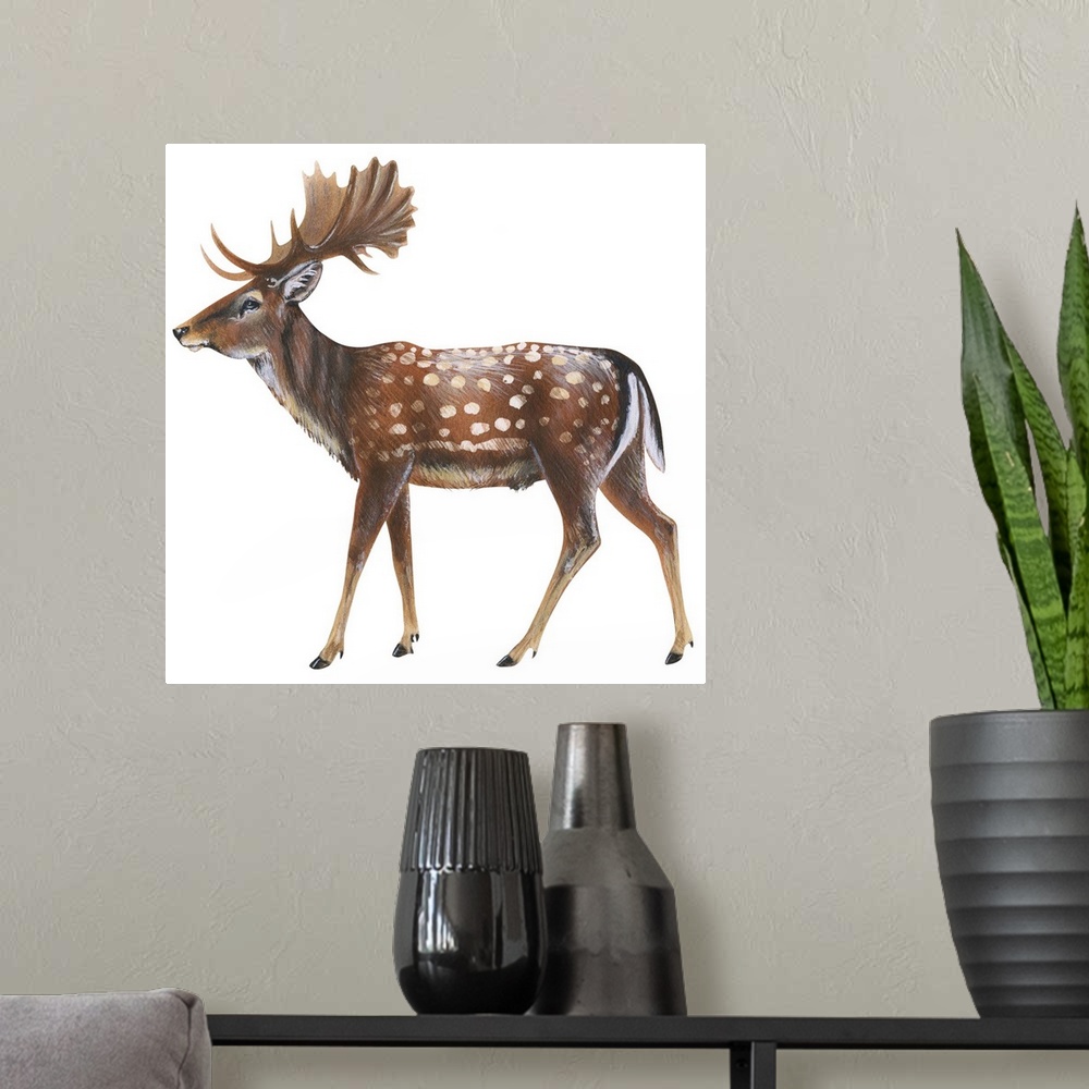 A modern room featuring Fallow Deer (Dama Dama)