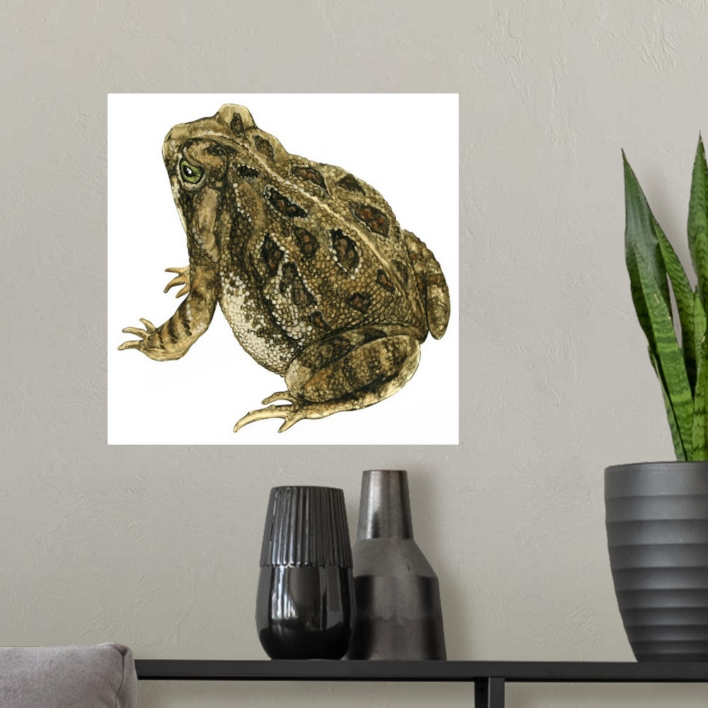 A modern room featuring Educational illustration of the Fowler's toad.