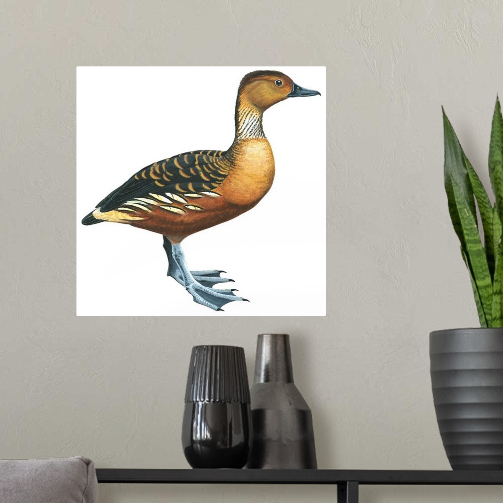 A modern room featuring Educational illustration of the fulvous tree duck.
