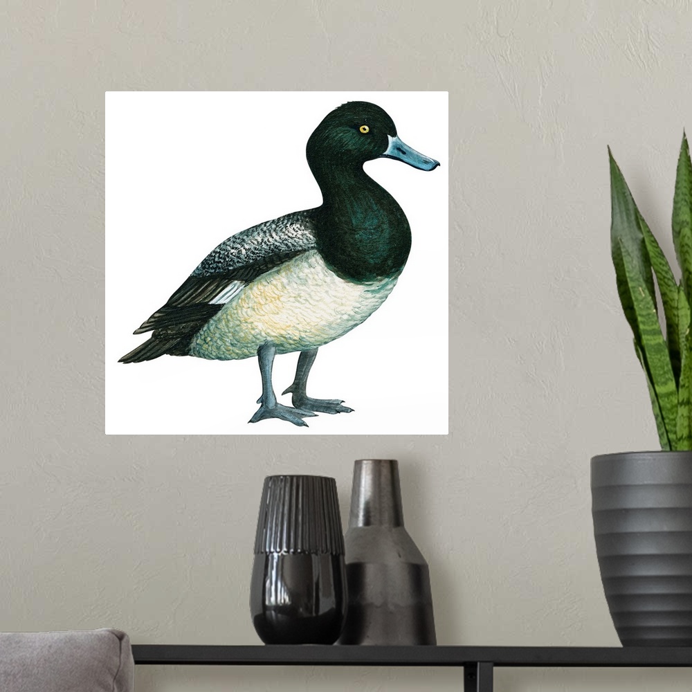 A modern room featuring Educational illustration of the greater scaup.