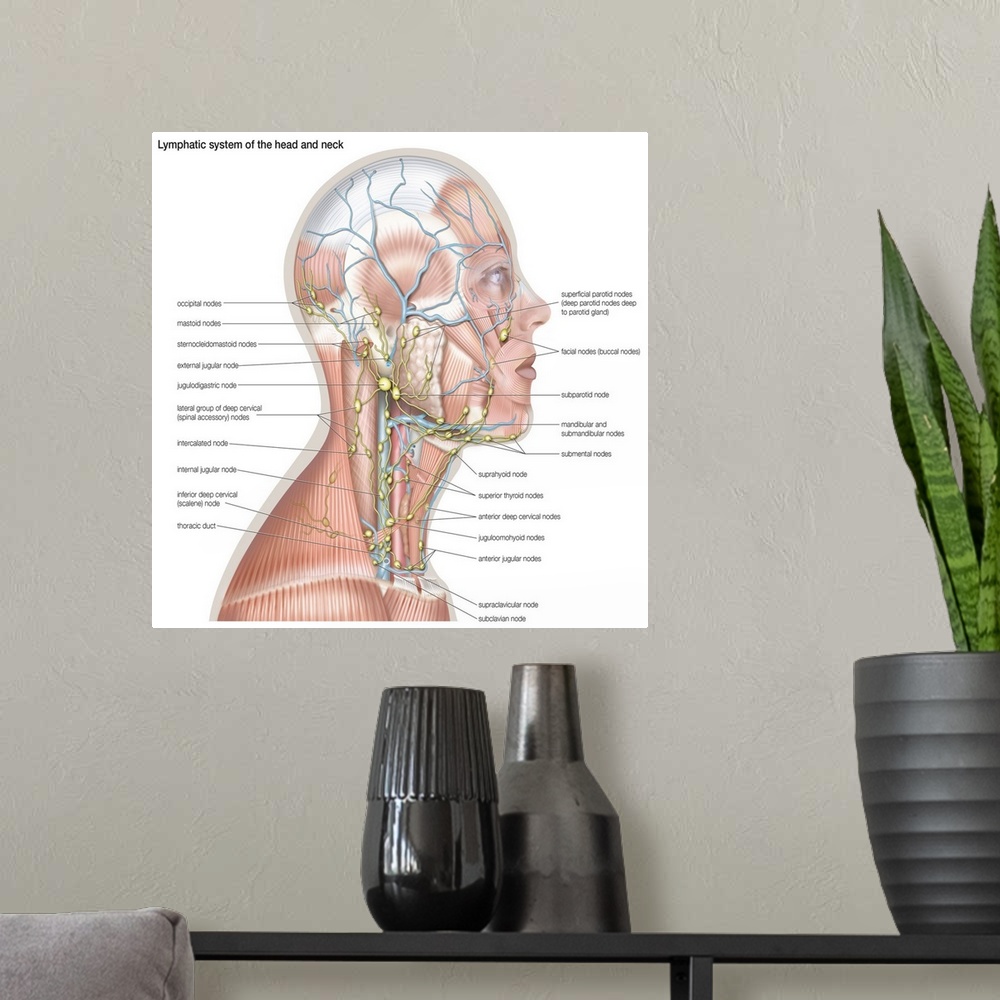 A modern room featuring Lymphatic system of the head and neck