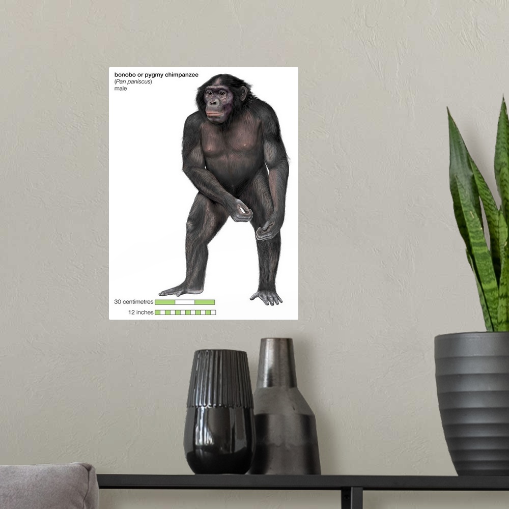 A modern room featuring Male Bonobo Or Pygmy Chimpanzee (Pan Paniscus), Ape