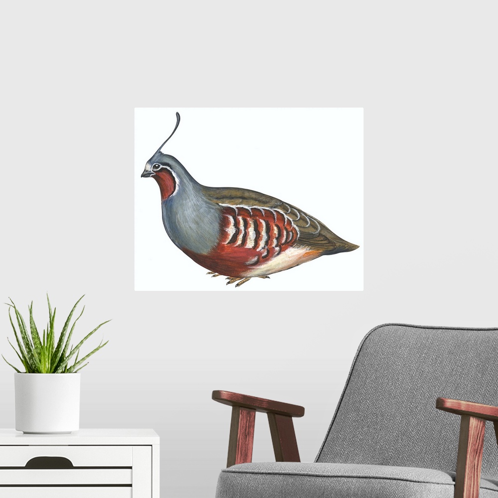 A modern room featuring Educational illustration of the mountain quail.