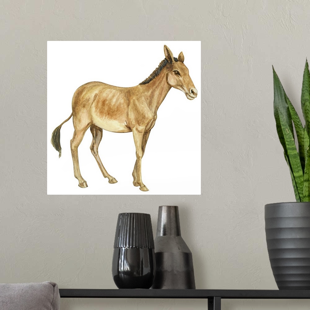 A modern room featuring Onager (Equus Onager)