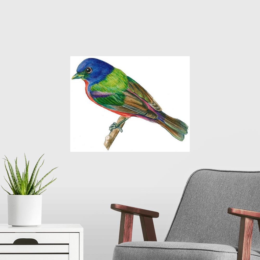A modern room featuring Educational illustration of the painted bunting.