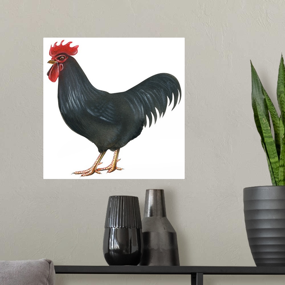 A modern room featuring Educational illustration of the Rhode Island red.