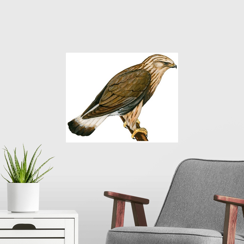A modern room featuring Educational illustration of the rough-legged hawk.
