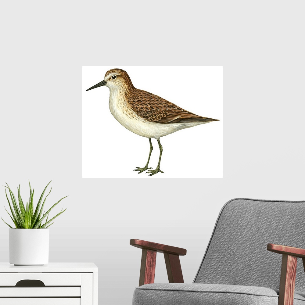 A modern room featuring Educational illustration of the semipalmated sandpiper.