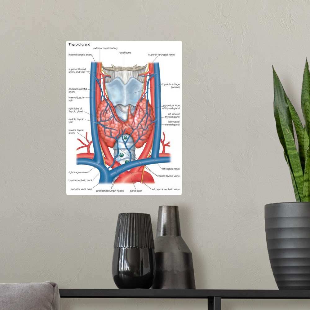 A modern room featuring Thyroid gland. endocrine system