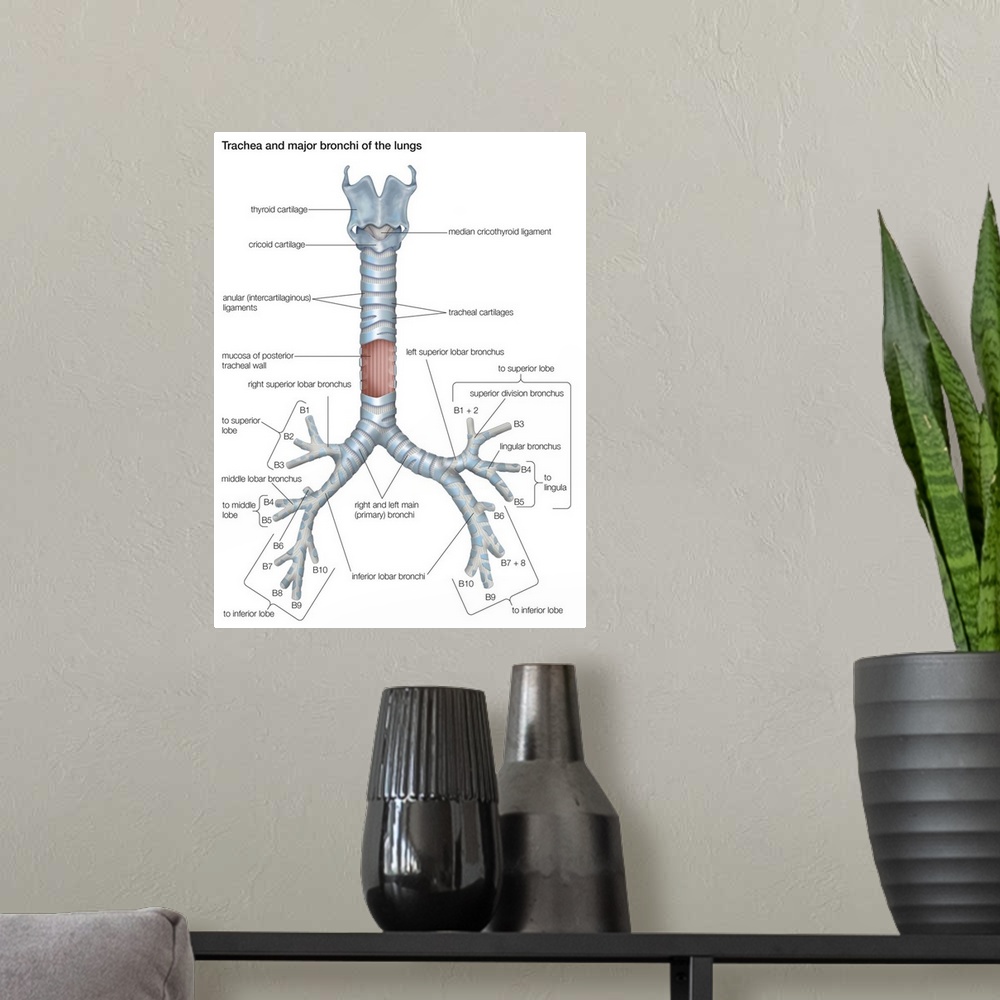A modern room featuring Trachea and major bronchi of lungs. respiratory system