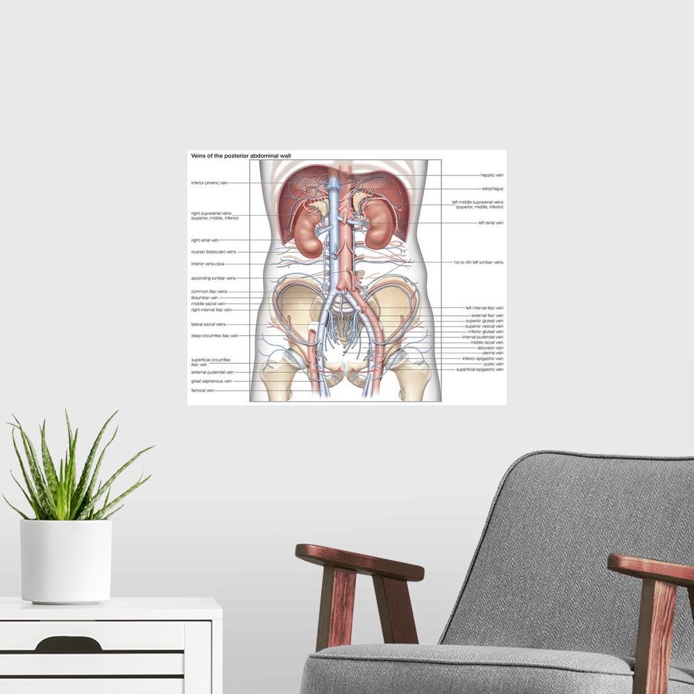 A modern room featuring Veins of the posterior abdominal wall. cardiovascular system