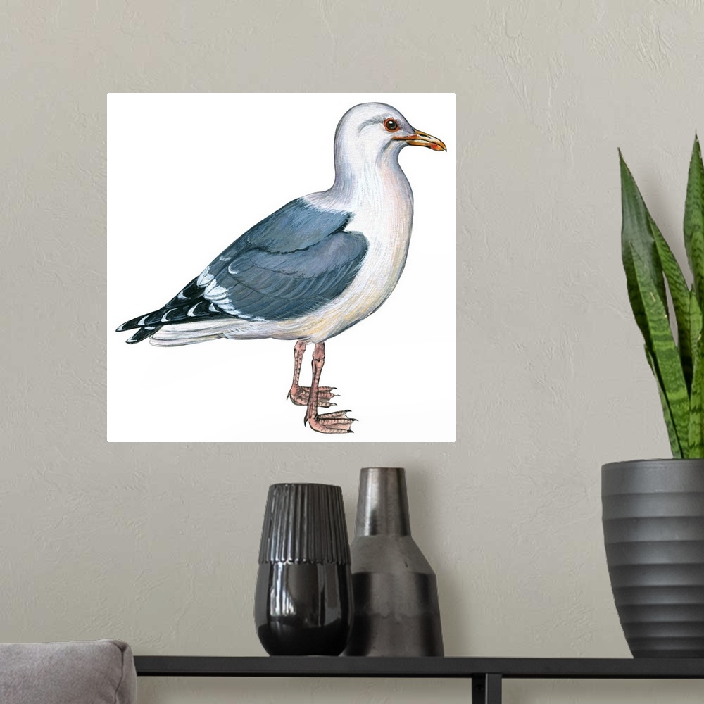 A modern room featuring Educational illustration of the western gull.