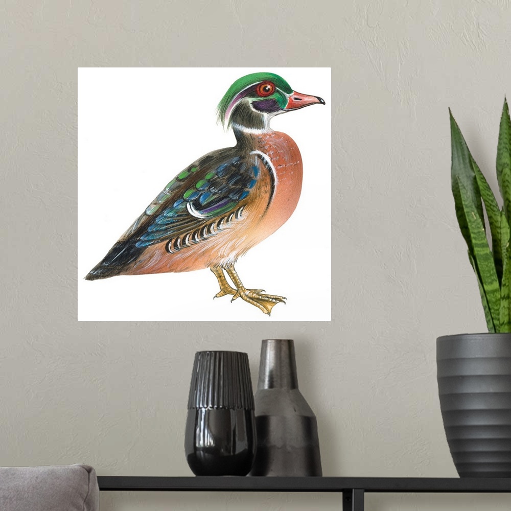 A modern room featuring Educational illustration of the wood duck.
