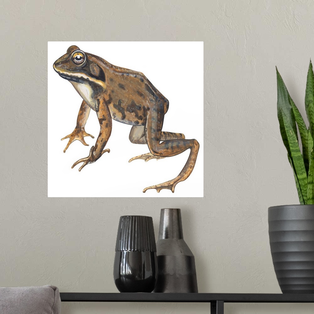 A modern room featuring Educational illustration of the wood frog.