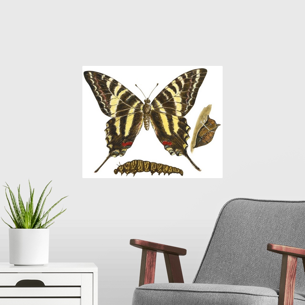 A modern room featuring Zebra Swallowtail Butterfly, Caterpillar, And Pupae (Eurytides Marcellus)