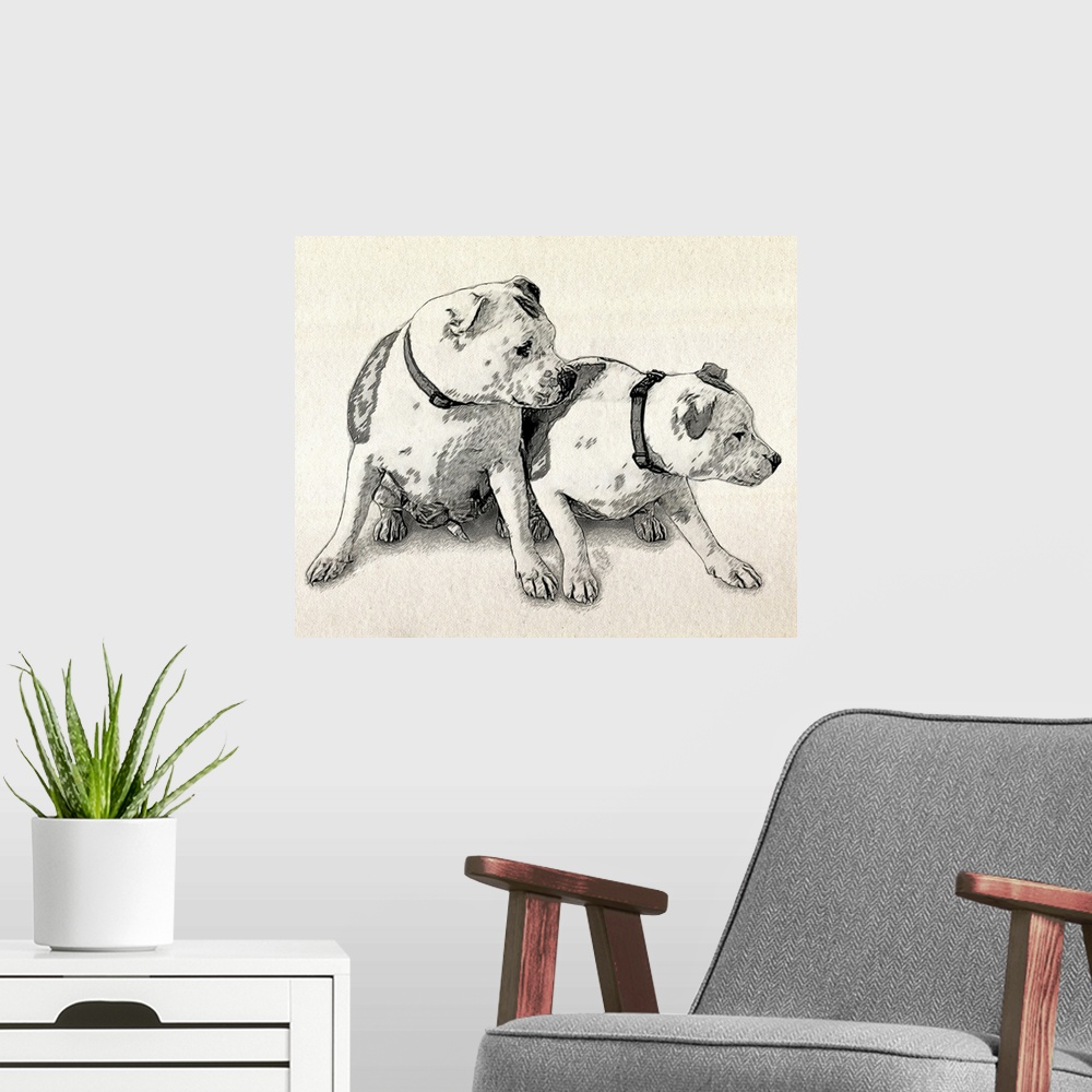 A modern room featuring The Staffordshire Bull Terrier (also known as a Staffie, Stafford, Staffross, Staffy or Staff) is...