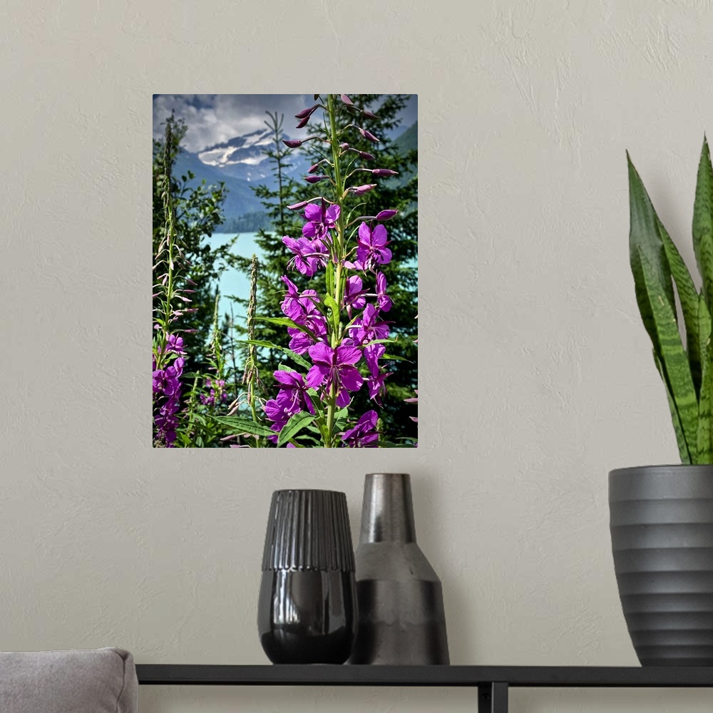 A modern room featuring Italy, Stelvio National Park. Flowers and Val Martello lake with snowcapped mountain in the far b...
