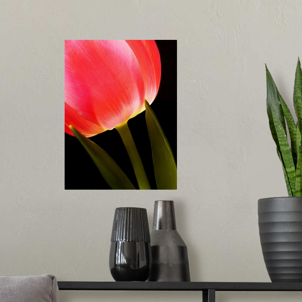 A modern room featuring Glowing Tulip