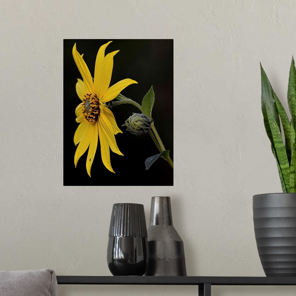 A modern room featuring A photograph of a yellow sunflower against a black background.