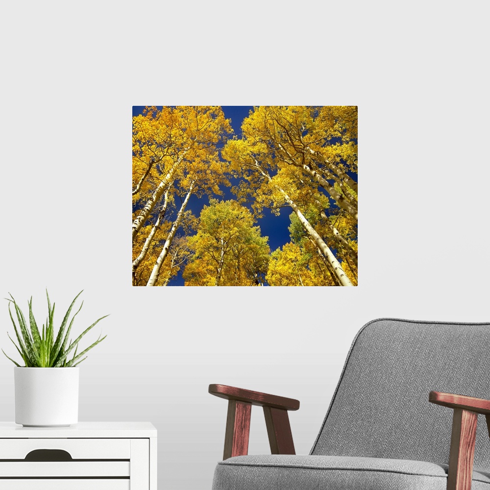 A modern room featuring Landscape photograph taken from a low angle of tall aspen (Populus tremuloides) grove trees with ...