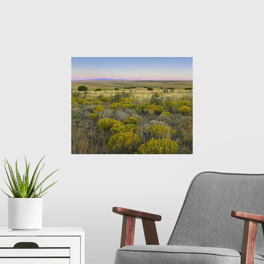 A modern room featuring Broomweed growing among prairie grasses, Apishapa State Wildlife Refuge, Colorado