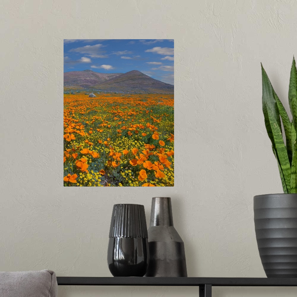A modern room featuring California Poppy superbloom, Antelope Valley, California