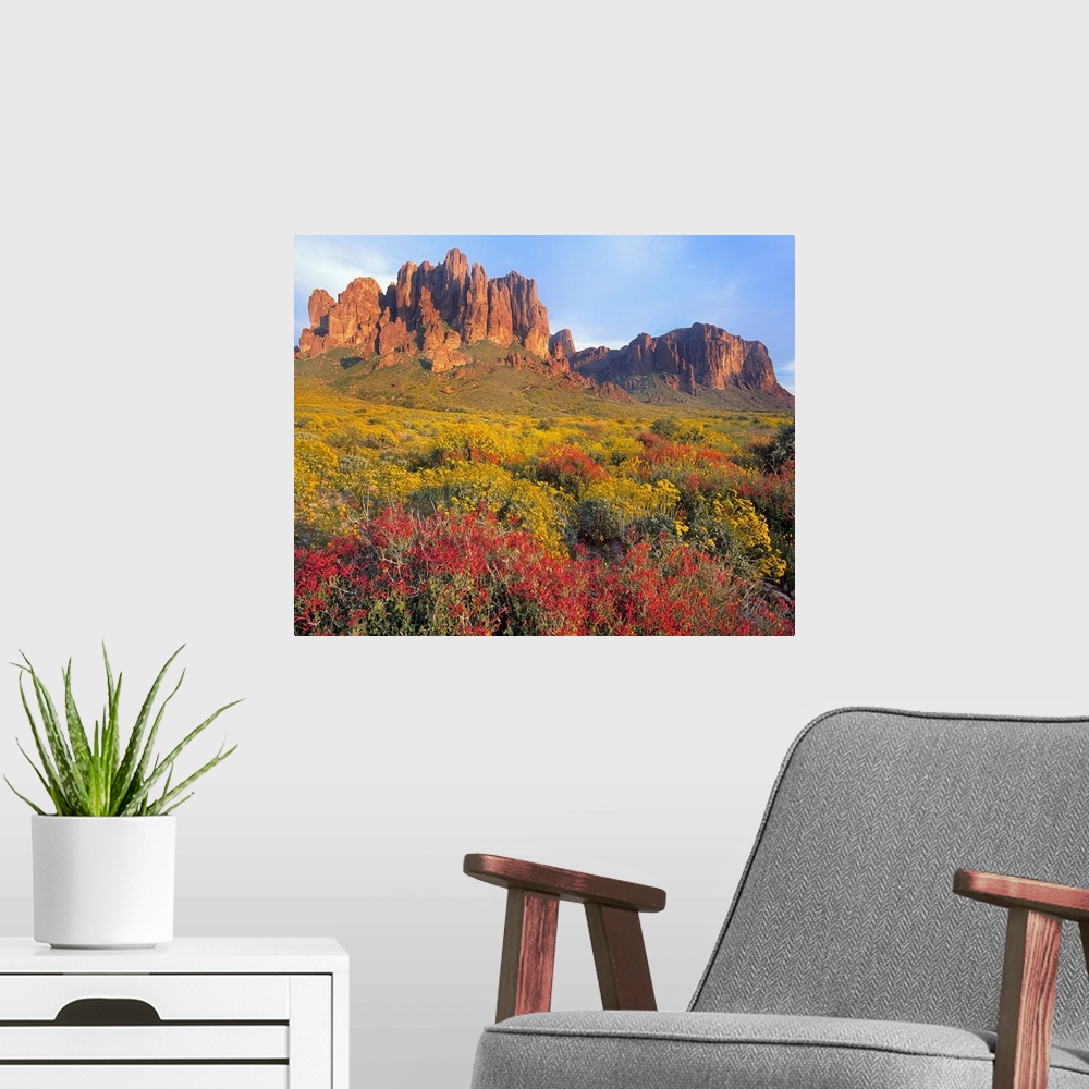 A modern room featuring Chuparosa and Brittlebush, Superstition Mountains, Arizona