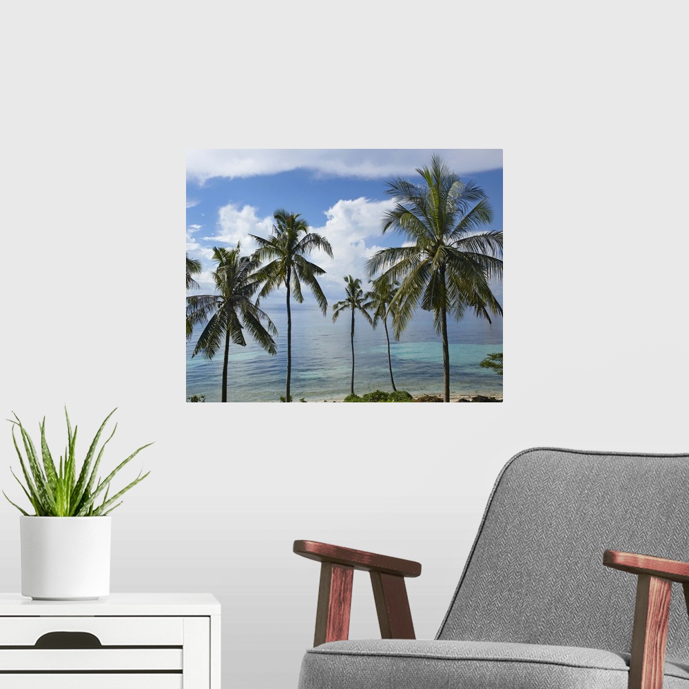 A modern room featuring Coconut Palm (Cocos nucifera) trees, Bikini Beach, Panglao Island, Philippines