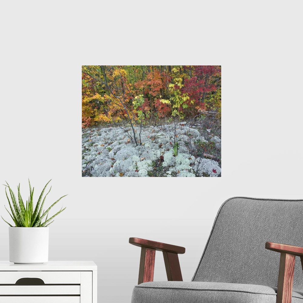 A modern room featuring Tim Fitzharris-8917-Autumn colors Killarney Prov Park Ontario