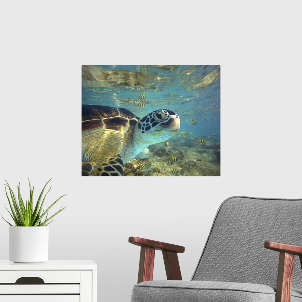 A modern room featuring Green Sea Turtle (Chelonia mydas), Balicasag Island, Philippines