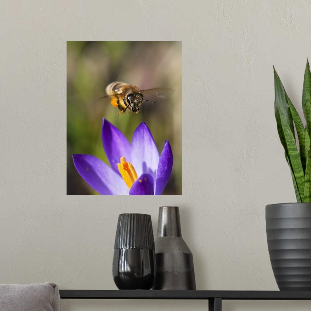 A modern room featuring Honey Bee (Apis mellifera) approaching flower, Bavaria, Germany