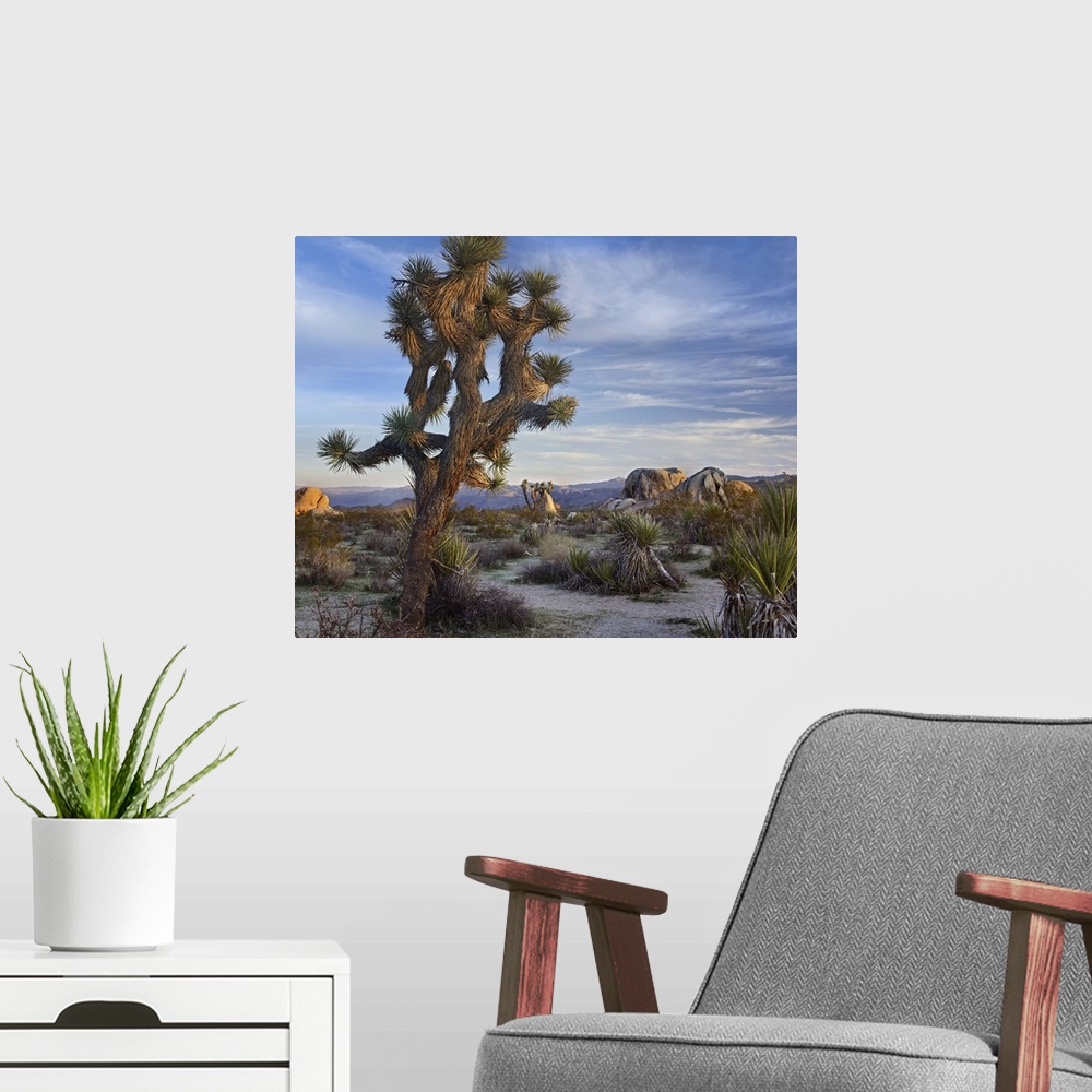 A modern room featuring Joshua Tree (Yucca brevifolia), Joshua Tree National Park, California