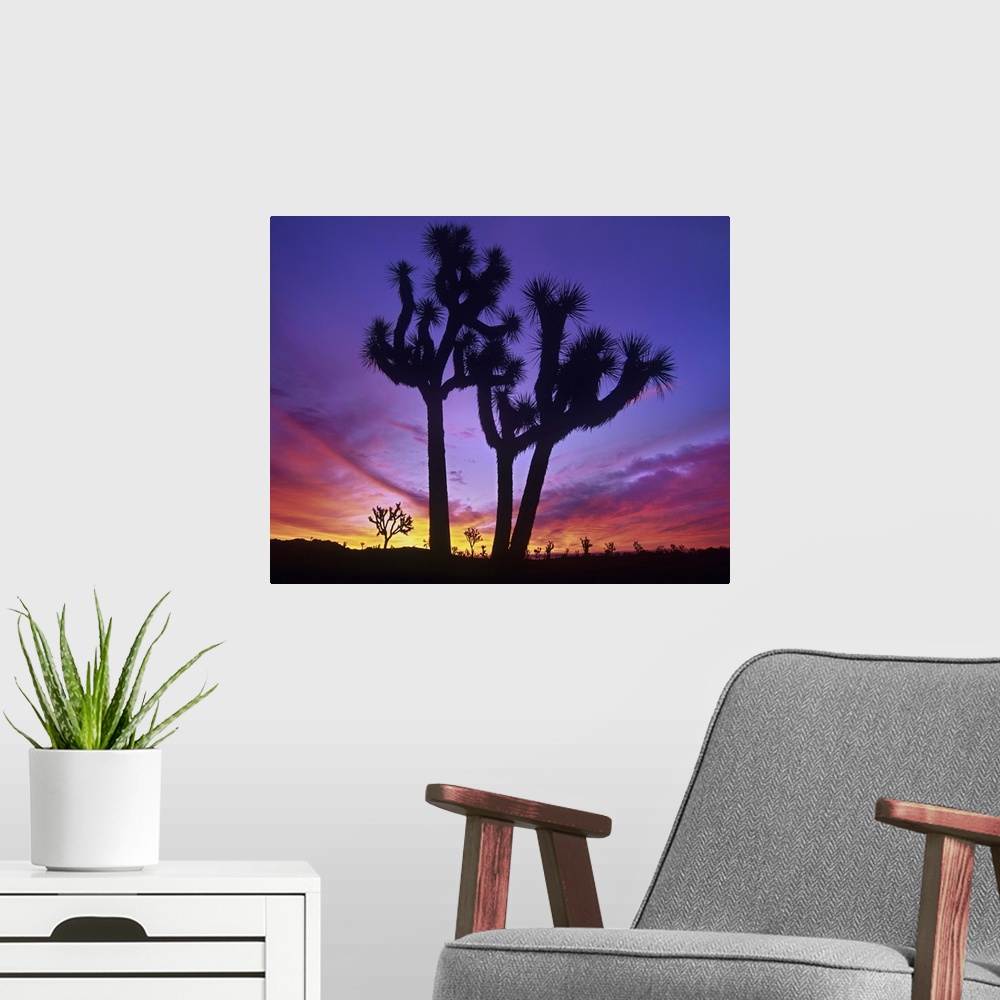 A modern room featuring Joshua Trees at sunrise near Quail Springs, Joshua Tree National Park, California