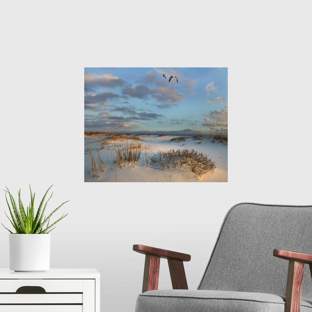 A modern room featuring Laughing Gulls flying over coastal dunes, Gulf Islands National Seashore, Florida