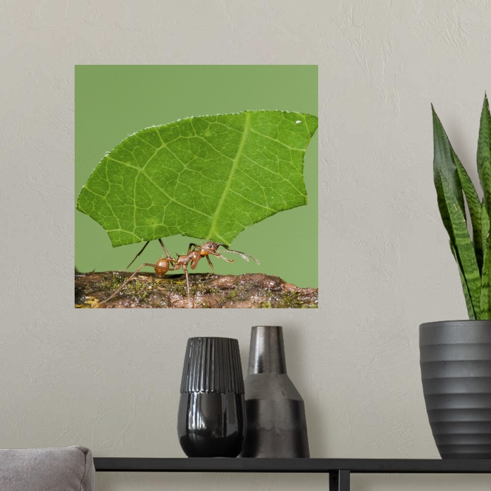 A modern room featuring leaf-cutter ants, macro, insect, costa rica,