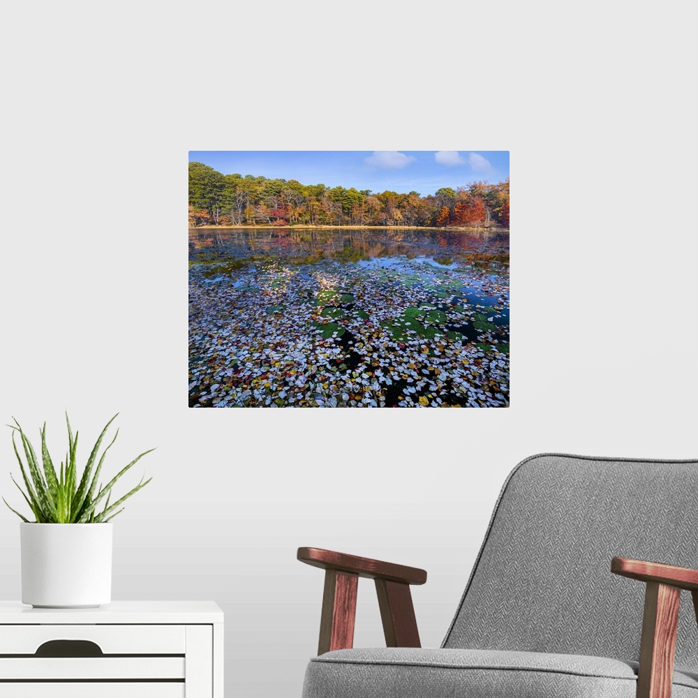 A modern room featuring Lily pads and autumn leaves lake, Daingerfield State Park, Texas