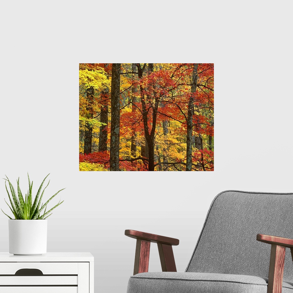 A modern room featuring Maple (Acer sp) trees in autumn, Great Smoky Mountains National Park, Tennessee